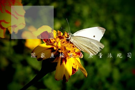 国家质检总局质量法规司 国家质检总局质量法规司