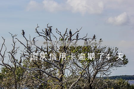 国庆信用卡逾期了4天