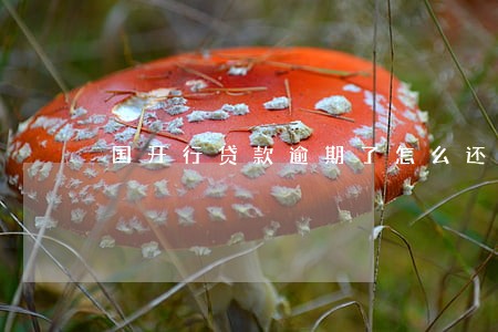 国开行贷款逾期了怎么还款 国开行贷款逾期了怎么还款