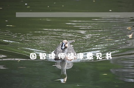 国智律师法律意见书