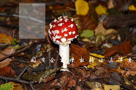 国有企业债权转让法律意见书 国有企业债权转让法律意见书