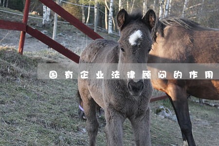 国有企业法律顾问的作用 国有企业法律顾问的作用