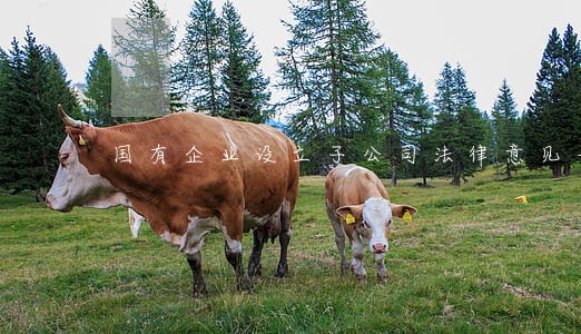 国有企业设立子公司法律意见书