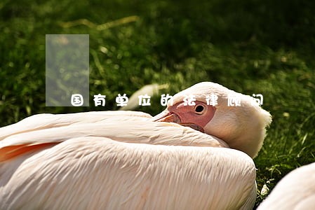 国有单位的法律顾问 国有单位的法律顾问