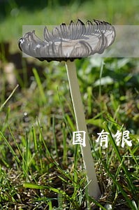 国有银行信用卡逾期可分期吗 国有银行信用卡逾期可分期吗