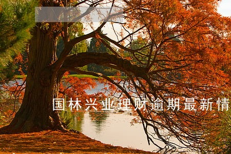 国林兴业理财逾期最新情况
