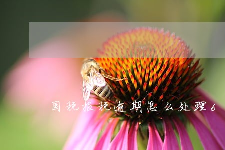 国税报税逾期怎么处理6 国税报税逾期怎么处理6