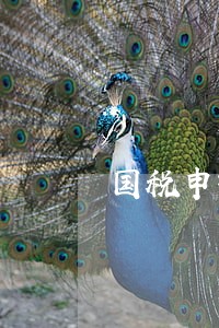 国税申报逾期罚1000 国税申报逾期罚1000