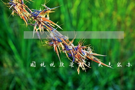 国税税款逾期3天怎么办 国税税款逾期3天怎么办