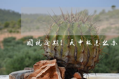 国税逾期1天申报怎么办 国税逾期1天申报怎么办