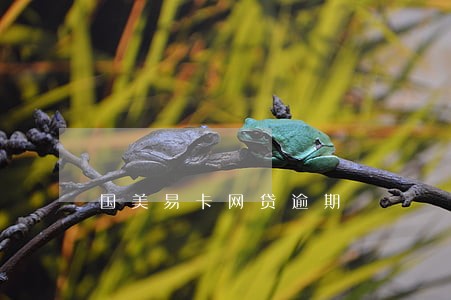 国美易卡网贷逾期 国美易卡网贷逾期