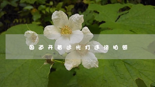 国道开着远光灯违法拍照 国道开着远光灯违法拍照