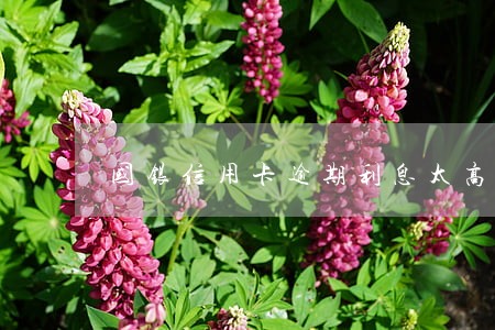 国银信用卡逾期利息太高 国银信用卡逾期利息太高