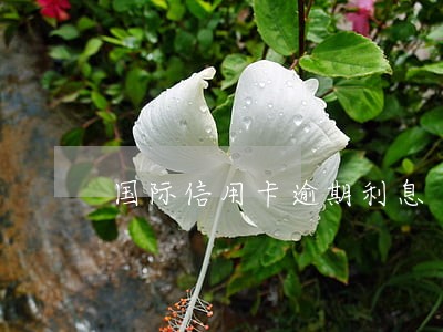 国际信用卡逾期利息 国际信用卡逾期利息