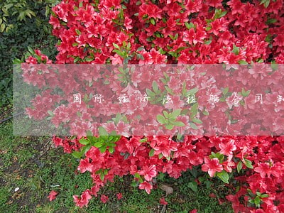 国际经济法租船合同判决书 国际经济法租船合同判决书