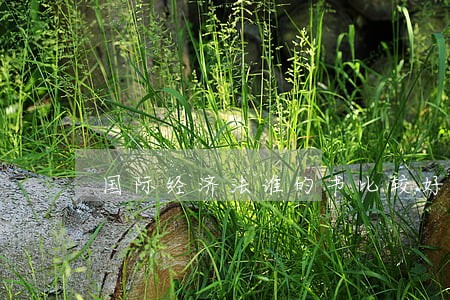 国际经济法谁的书比较好 国际经济法谁的书比较好