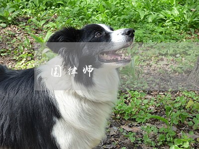 圆律师 圆律师