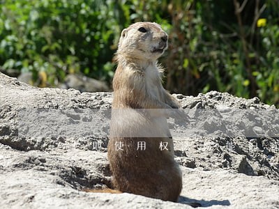 土地使用权法院能拍卖吗 土地使用权法院能拍卖吗