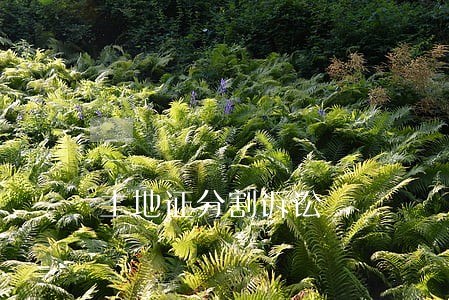 土地证分割诉讼 土地证分割诉讼