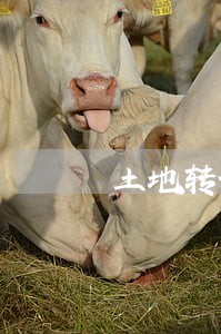 土地转让后再次转让诉讼主体 土地转让后再次转让诉讼主体