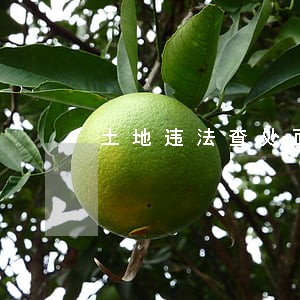 土地违法查处面积 土地违法查处面积