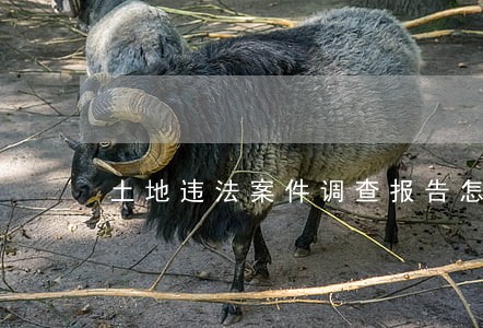 土地违法案件调查报告怎么写 土地违法案件调查报告怎么写