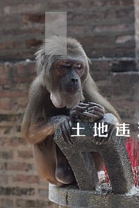 土地违法问题类别 土地违法问题类别
