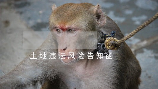 土地违法风险告知函 土地违法风险告知函