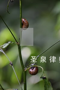 圣泉律师事务所高明明 圣泉律师事务所高明明