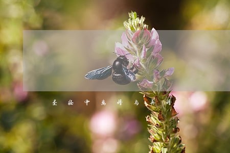 圣经中离婚与再婚 圣经中离婚与再婚