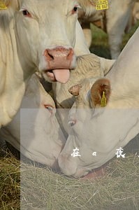 在a夜里用蓄电池捕鳝鱼违法吗 在a夜里用蓄电池捕鳝鱼违法吗