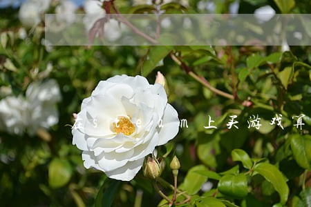 在steam上买游戏算违法吗