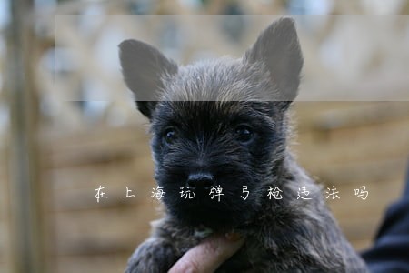 在上海玩弹弓枪违法吗 在上海玩弹弓枪违法吗