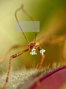 在中