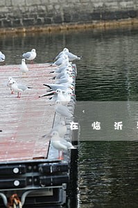 在临沂寻找法律援助 在临沂寻找法律援助