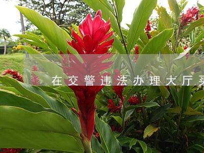 在交警违法办理大厅买卖分