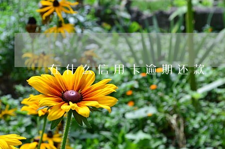 在什么信用卡逾期还款