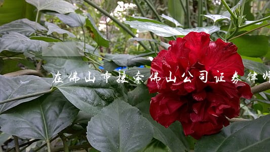 在佛山市搜索佛山公司证券律师 在佛山市搜索佛山公司证券律师
