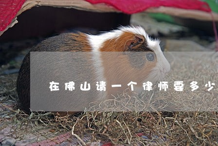 在佛山请一个律师要多少钱 在佛山请一个律师要多少钱