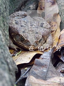 在佰仟分期逾期5年了怎么还 在佰仟分期逾期5年了怎么还