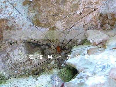 在信用社贷的款逾期一个月 在信用社贷的款逾期一个月