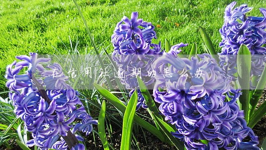 在信用社逾期的怎么办 在信用社逾期的怎么办