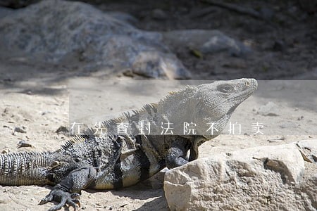 在先查封法院不拍卖 在先查封法院不拍卖