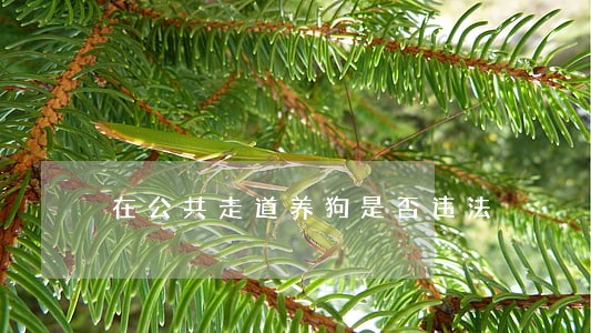 在公共走道养狗是否违法 在公共走道养狗是否违法