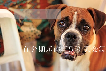 在分期乐逾期59天会怎么样 在分期乐逾期59天会怎么样