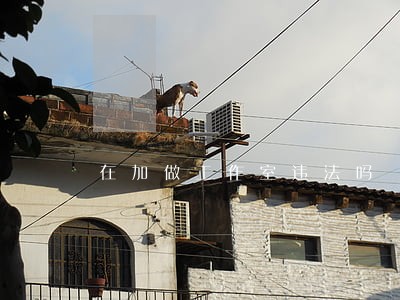 在加做工作室违法吗 在加做工作室违法吗