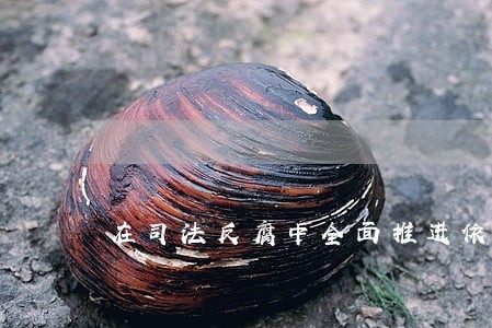 在司法反腐中全面推进依法治国 在司法反腐中全面推进依法治国