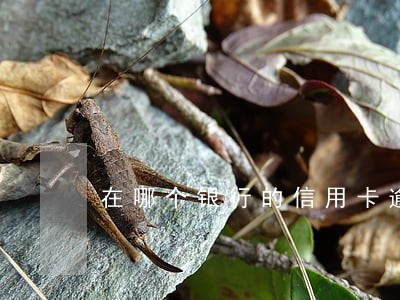 在哪个银行的信用卡逾期最危险