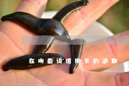 在哪查询信用卡的逾期 在哪查询信用卡的逾期