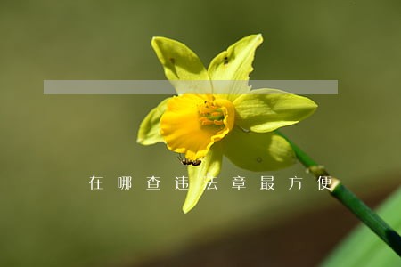 在哪查违法章最方便 在哪查违法章最方便